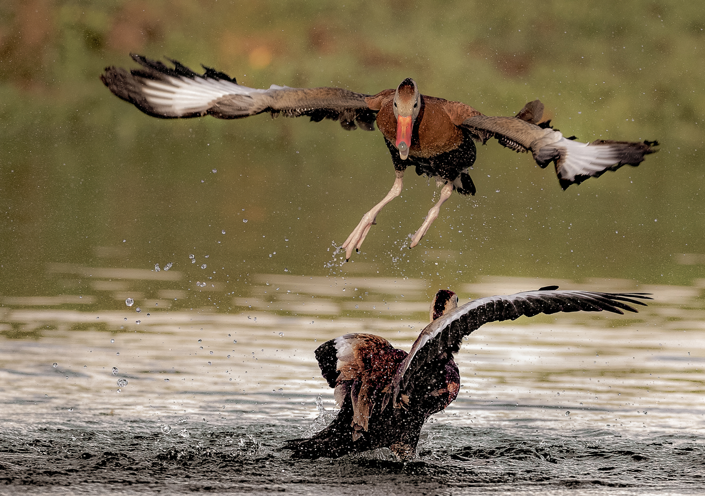 1st PrizeNature In Class 3 By Edward Crawford For Whistling Ducks Fighting DEC-2021.jpg
